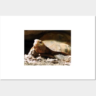 Elongated Tortoise Posters and Art